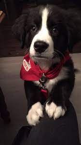 Pin By Rosalie Desjardins On Puppies Working Dogs Cute Dogs Breeds Puppies