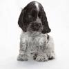 Find english cocker spaniel puppies and breeders in your area and helpful english cocker spaniel information. Https Encrypted Tbn0 Gstatic Com Images Q Tbn And9gctqgc5fbfon20flpmcwh85g8orpuj7zdh Au2682byqwzxsq1ia Usqp Cau
