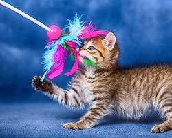 cat playing with a toyの画像