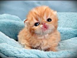 Sevimli Yavru Kediler Komik Anlar Izle Sitemize Sevimli Yavru Kediler Komik Anlar Izle Konusu Eklenmist Cok Sirin Hayvanlar Cute Kittens Hayvan Resimleri