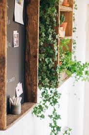 Lierre Du Diable Une Plante Ideale Pour Votre Jardin Mural Indoor Ivy Decor Plant Decor