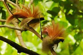 Large Brown Bird With White Stripes On Wings And Tail Birds Of Paradise In Pictures Birds Of Paradise Birds Paradise Pictures