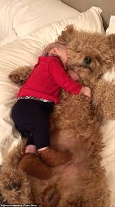 The poodle golden retriever mix was bred by accident in many cases, but it's also a popular hybrid among breeders, mainly because of the allergy free properties of the poodle. Golden Doodle Pup Racks Up 700k Instagram Followers For Posing Up With Baby Brother Daily Mail Online