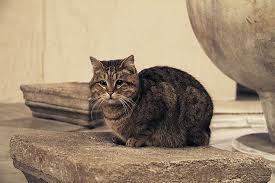 The Face Of Wisdom Hagia Sophia Kedi Hayvan