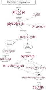 Biochemical Pathway Of Cell Respiration Flow Chart Awesome Answer Key Cellular Respiration Concept Map Of 52 Teaching Biology Biology Classroom Science Biology