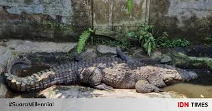 Jika ingin berfoto yang instagramable. Penangkaran Buaya Teritip Sensasi Di Dekat Reptil Raksasa