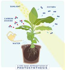 Photosynthesis Infographic Special Education Photosynthesis Photosynthesis Activities Photosynthesis And Cellular Respiration