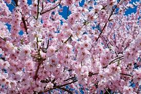 The okame flowering cherry tree thrives in full to part sun and loose, well drained, moist soil. Cherry Blossom Tree Sakura Tree Plantyland