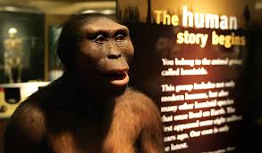 Definitions for australopithecus afarensis aus·tralo·p·ithe·cus afaren·sis. 8 Interesting Facts About Lucy The Ancient Ape