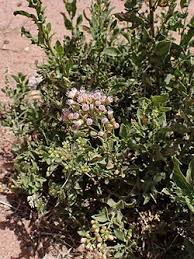 Image result for Pluchea dioscoridis