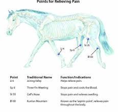 Pin On Horse