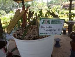 4.1 harga tanaman hias kecil. Di Agrowisata Banyuwangi Ada Tanaman Hias Seharga Rp 500 Juta Merdeka Com