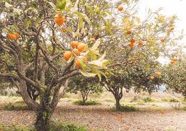 By 1856 navarro had built at the site a new and very tidy house, in addition to a residence already at the site. Where To Find The Best Paella In Valencia Half This World Away