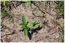 Image result for Raphionacme madiensis