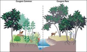 Maybe you would like to learn more about one of these? Trophic Cascade The Case For Wolves Wyofile