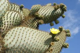 Download the perfect prickly pear cactus pictures. Free Prickly Pear Cactus Stock Photo Freeimages Com