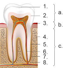 Unter diskrepanz (von lateinisch discrepantia ‚nichtübereinstimmung', ‚uneinigkeit') versteht man allgemein ein missverhältnis zwischen zwei sachen und deren nichtübereinstimmung oder. Parodontitis Gingivitis Parodontose Prof Dr Med Dent Polzar Kku