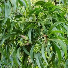 Image result for Acacia auriculiformis