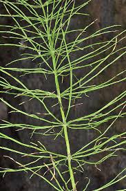 Image result for Equisetaceae