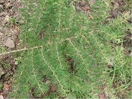 Image result for Acacia abyssinica