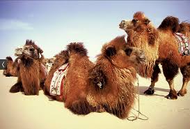 That of a domestic or tame version of the animal is long and dark brown. The Camel The Value Of Camels