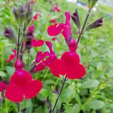 Image result for Sebaea microphylla