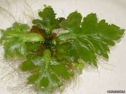 Image result for Ceratopteris