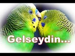 Regaip Kandili Mesajlari En Guzel Kandil Mesajlari Youtube Komik Hayvan Videolari Mesajlar Hayvan
