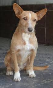 What was your first time like? Hund Podenco Aiko