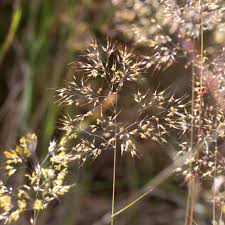 Image result for Pentameris