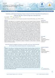 Image result for Ocimum minutiflorum