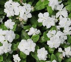 Pin On Flowers