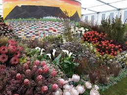 May 5 2016 stunning longlasting south african flowers for florist bouquets and arrangements. It S Gold For South Africa At The Chelsea Flower Show In London Sapeople Worldwide South African News
