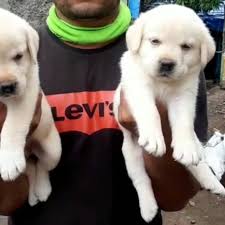 Click below to fill up the form. Pet Exotic Hub Labrador Female Puppy For Sale Location