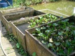 Sediakan juga tumbuhan air seperti kiambang. Cara Budidaya Ikan Cupang Di Kolam Beton Untuk Pemula Ilmubudidaya Com
