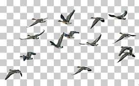 Find & download free graphic resources for birds flying. Geese Flying South Png Images Geese Flying South Clipart Free Download