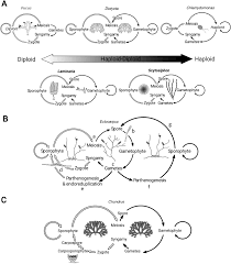 A number of parthenogenic variations have been observed. Seaweed Reproductive Biology Environmental And Genetic Controls