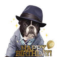 Lots of fireworks in the night sky for festive atmosphere. Oscar The Frenchie Irresistible Charlie Gifs Find Share On Giphy