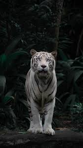 The presence of stripes indicate it is not a true albino. 500 White Tiger Pictures Hd Download Free Images On Unsplash