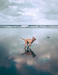 10 000 Besten Hund Fotos 100 Kostenloser Download Pexels Stock Fotos Sie können ihren hintergrund auch durch eines der bereitgestellten bilder oder durch eine eigene auswahl ersetzen.