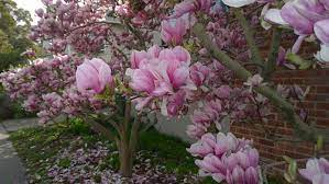 Magnolia trees are diverse in leaf shape and plant form, and this group includes the popular saucer magnolia (m. Characteristics Of Japanese Magnolia Saucer Magnolia