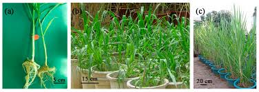 Image result for Hemarthria natans