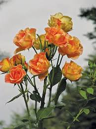 Roses On Light Good Morning Flowers Orange Roses Rose