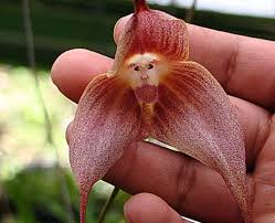 Flowers are one of the most beautiful creations of nature. Rare Carnivorous And Beautiful Where To See The Most Incredible Flowers In The World The Independent The Independent
