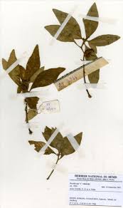 Image result for Dorstenia cuspidata