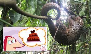 Cold, cold heart performed by tony bennett. What Is A Pangolin Google Doodle Valentine S Day Game Features Rare Endangered Nature News Express Co Uk