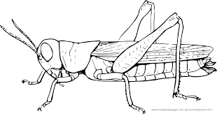 Check spelling or type a new query. Ausmalbilder Kafer Schmetterlinge Insekten
