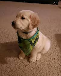 H H Golden Retrievers Home Facebook