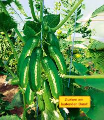 Wir versenden deine beschwerde direkt an das unternehmen. Mini Vespergurke Cucko 1a Qualitat Baldur Garten