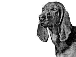 Image result for jurský honič